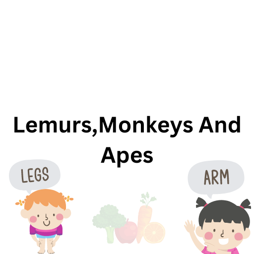 Lemurs,Monkeys And Apes